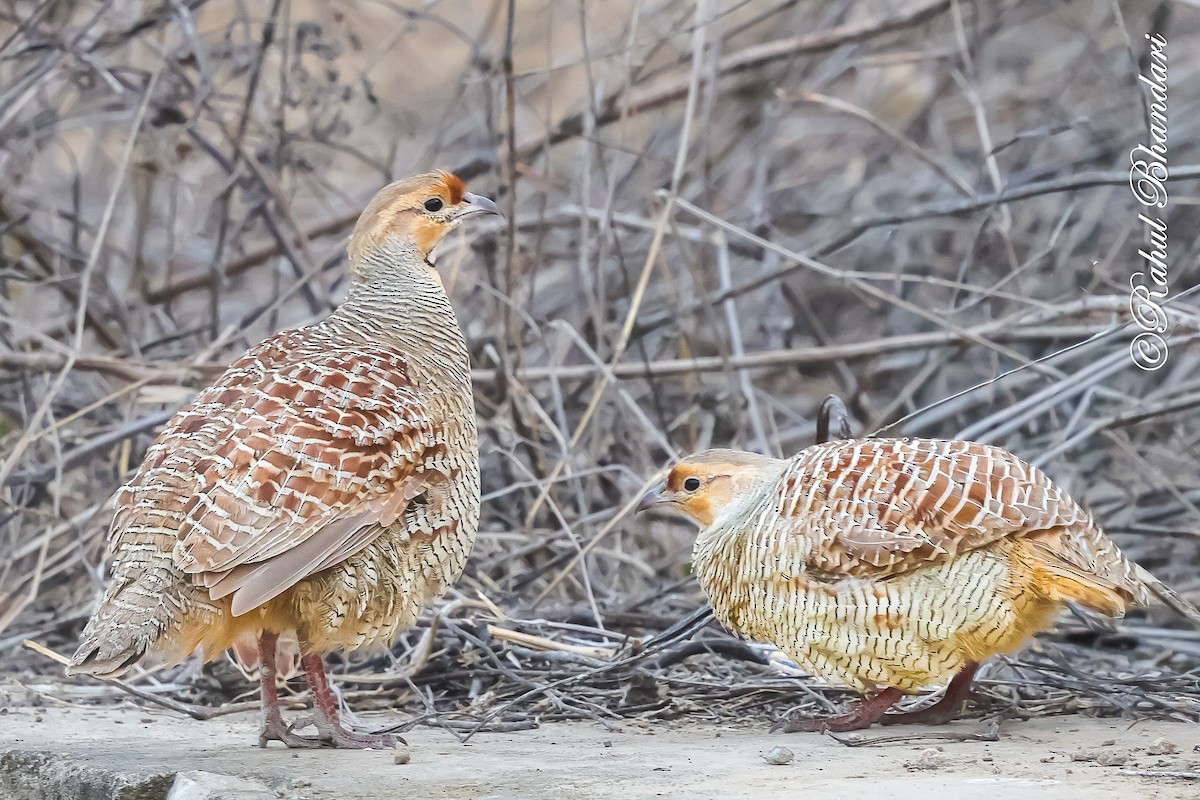 Gray Francolin - ML641690771