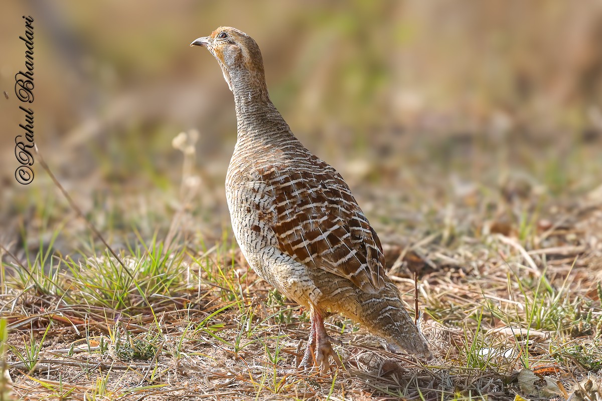 Gray Francolin - ML641690772