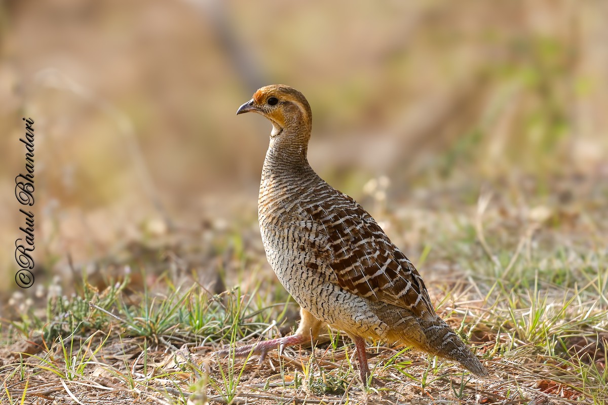Gray Francolin - ML641690773