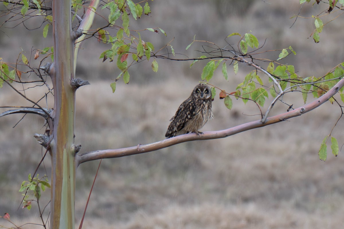 Short-eared Owl (Hawaiian) - ML641690779