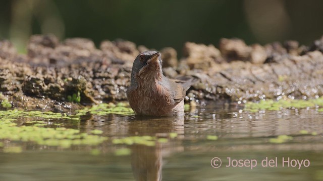 Western Subalpine Warbler - ML641690791