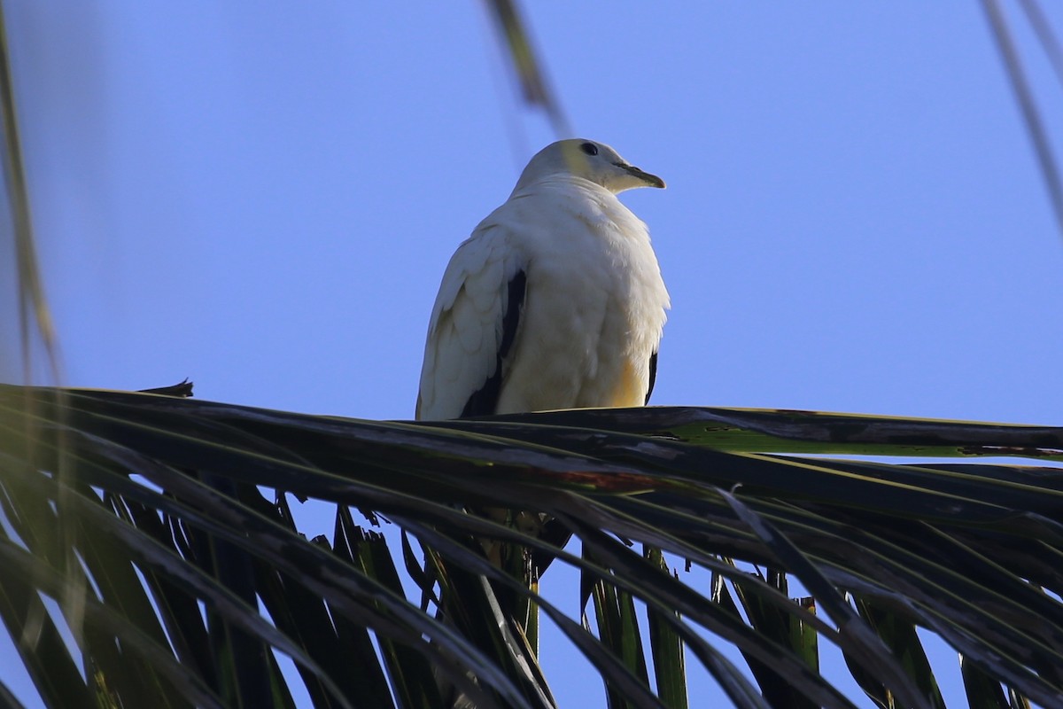 Torresian Imperial-Pigeon - ML641690806