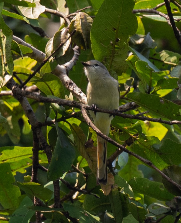 Small Minivet - ML641690807