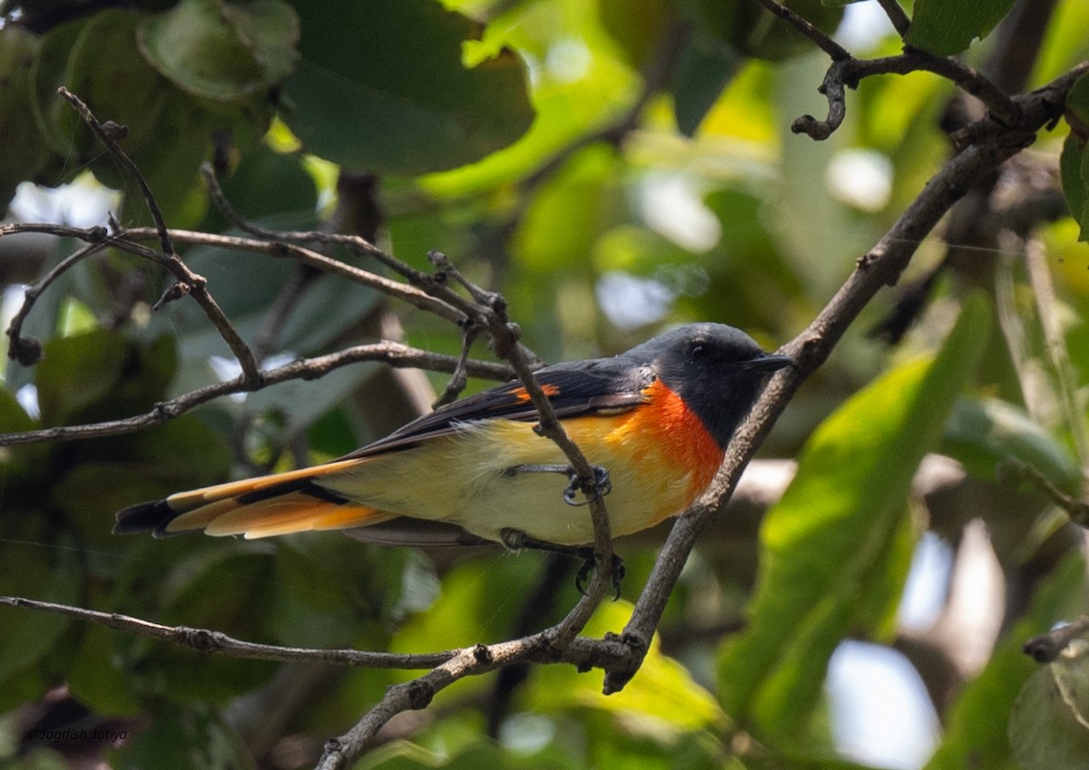 Small Minivet - ML641690808
