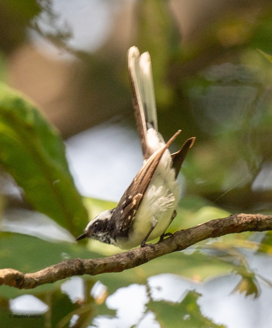 White-browed Fantail - ML641690821