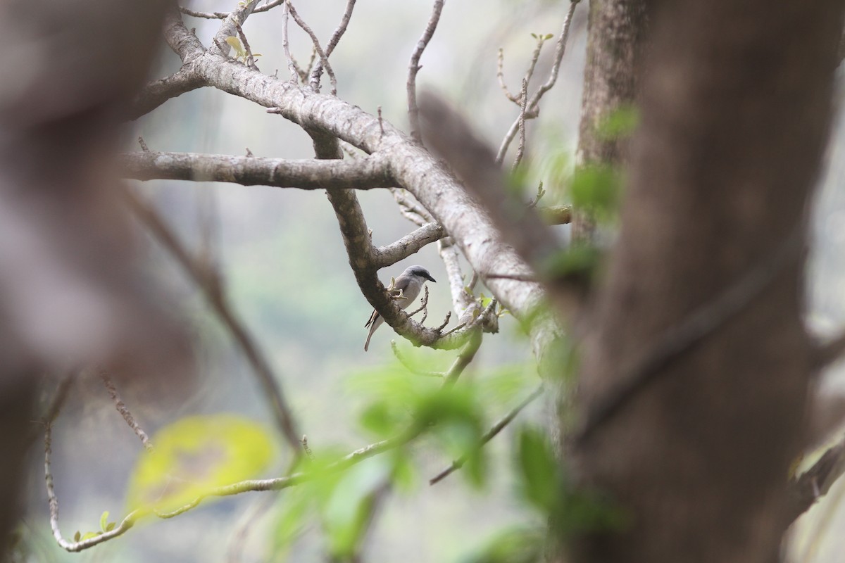 Large Woodshrike - ML641690846