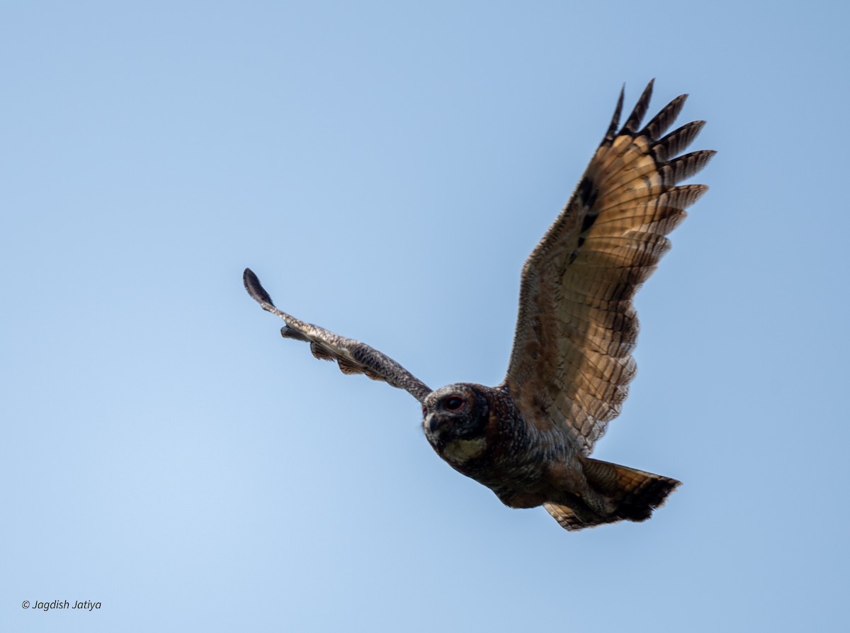 Mottled Wood-Owl - ML641690851
