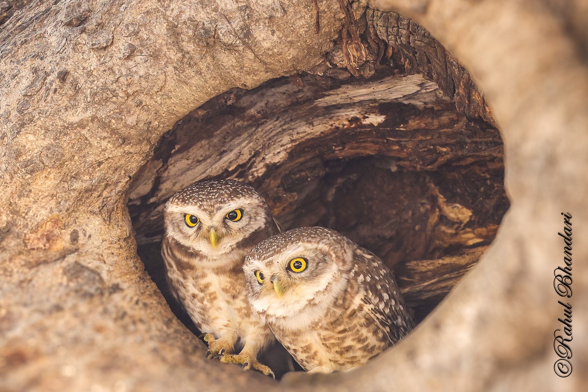 Spotted Owlet - ML641690858