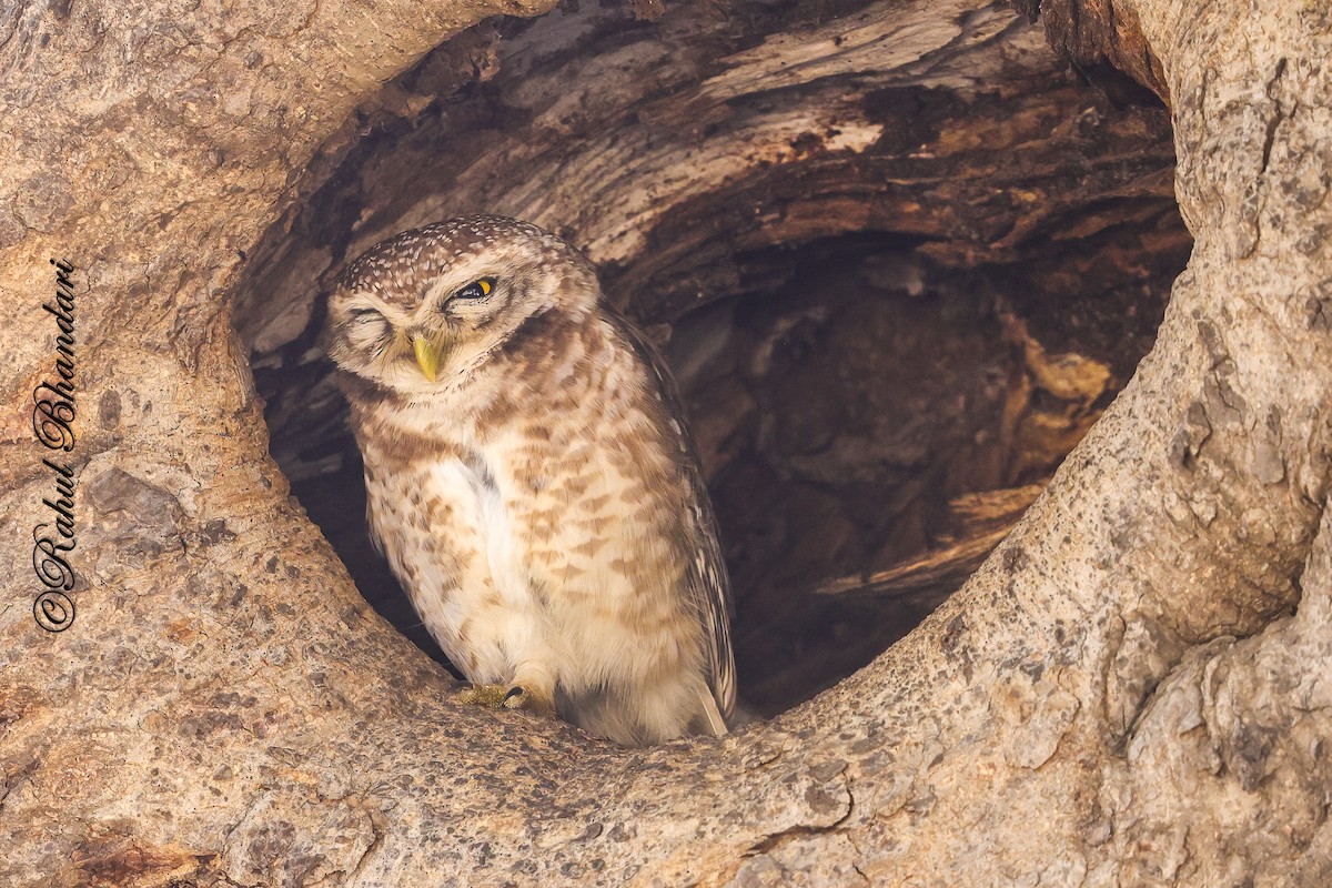Spotted Owlet - ML641690860