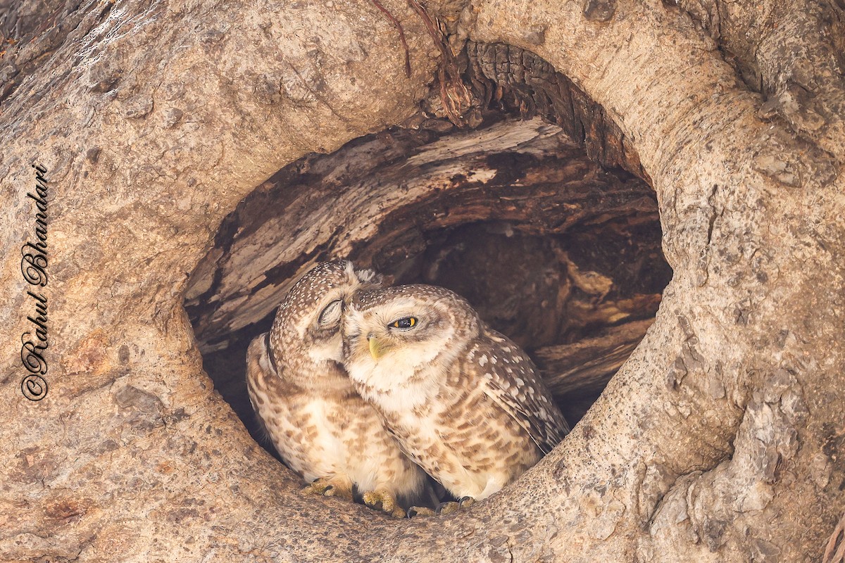 Spotted Owlet - ML641690878