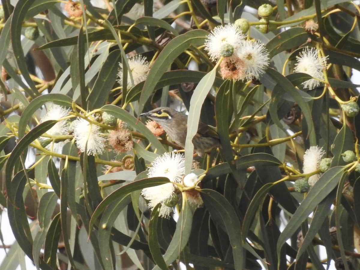 medosavka masková - ML641690899