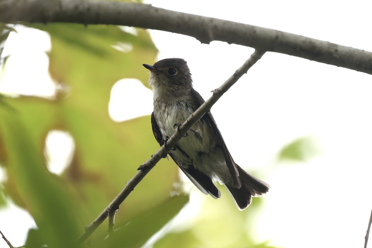 Euli-txori siberiarra - ML641690929