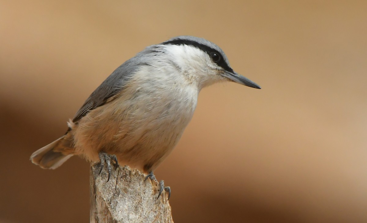 Western Rock Nuthatch - ML641690933