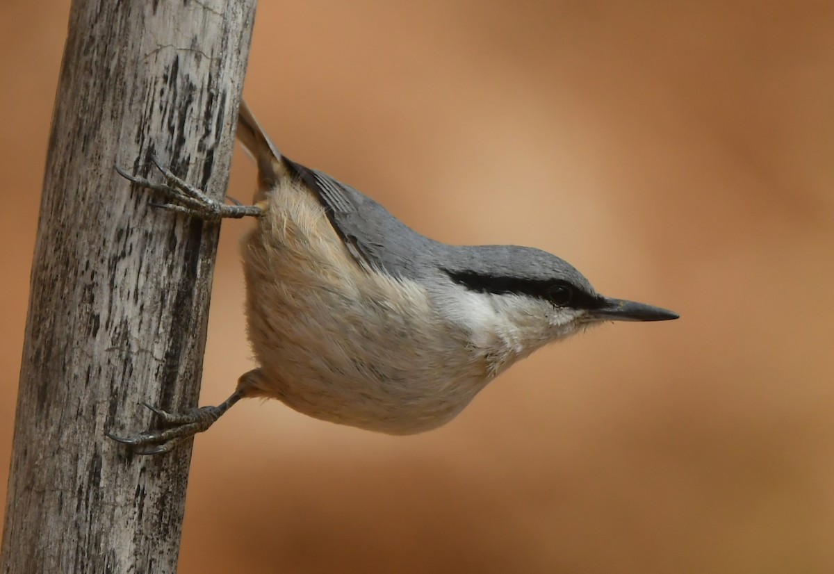 Western Rock Nuthatch - ML641690934