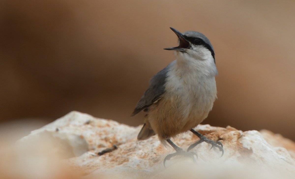 Western Rock Nuthatch - ML641690935