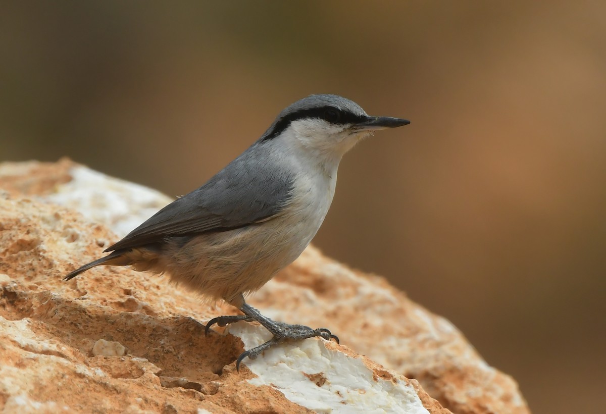 Western Rock Nuthatch - ML641690936