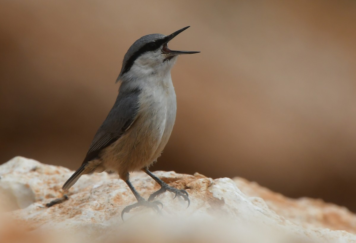 Western Rock Nuthatch - ML641690937