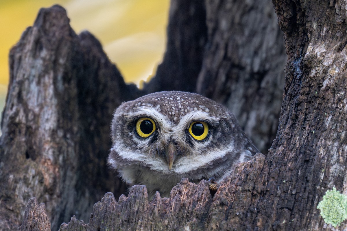 Spotted Owlet - ML641690938