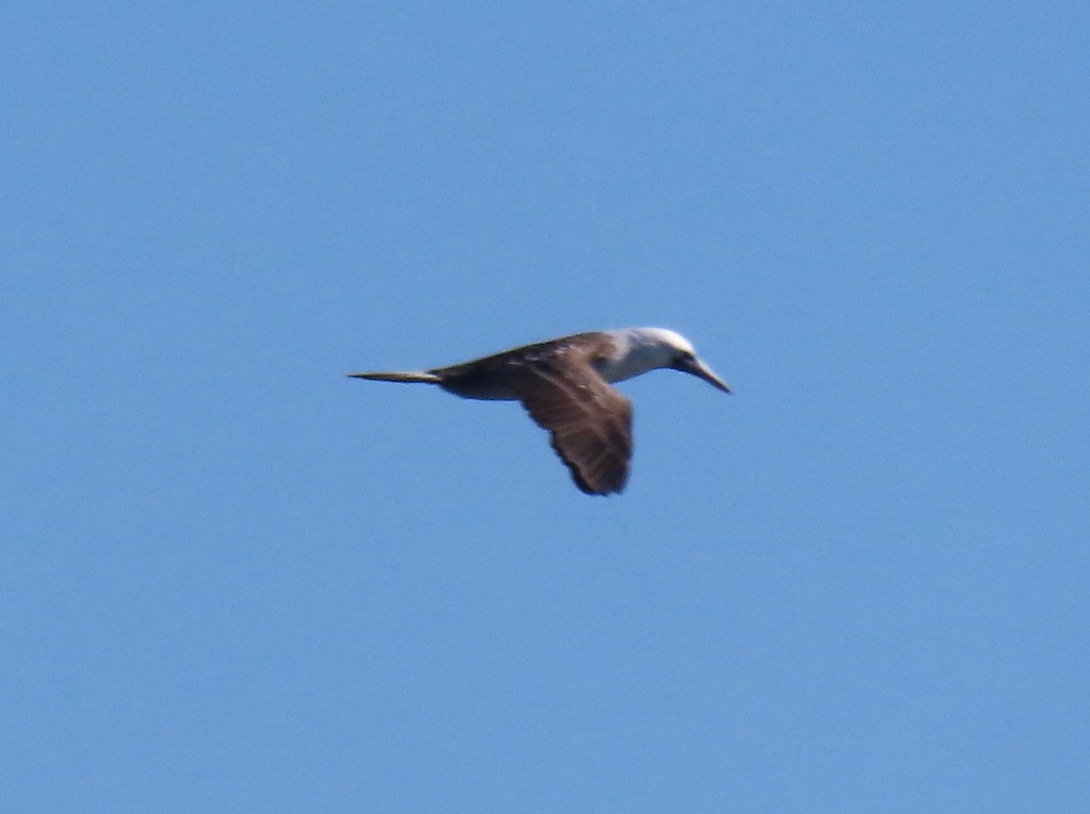 Peruvian Booby - ML641690942