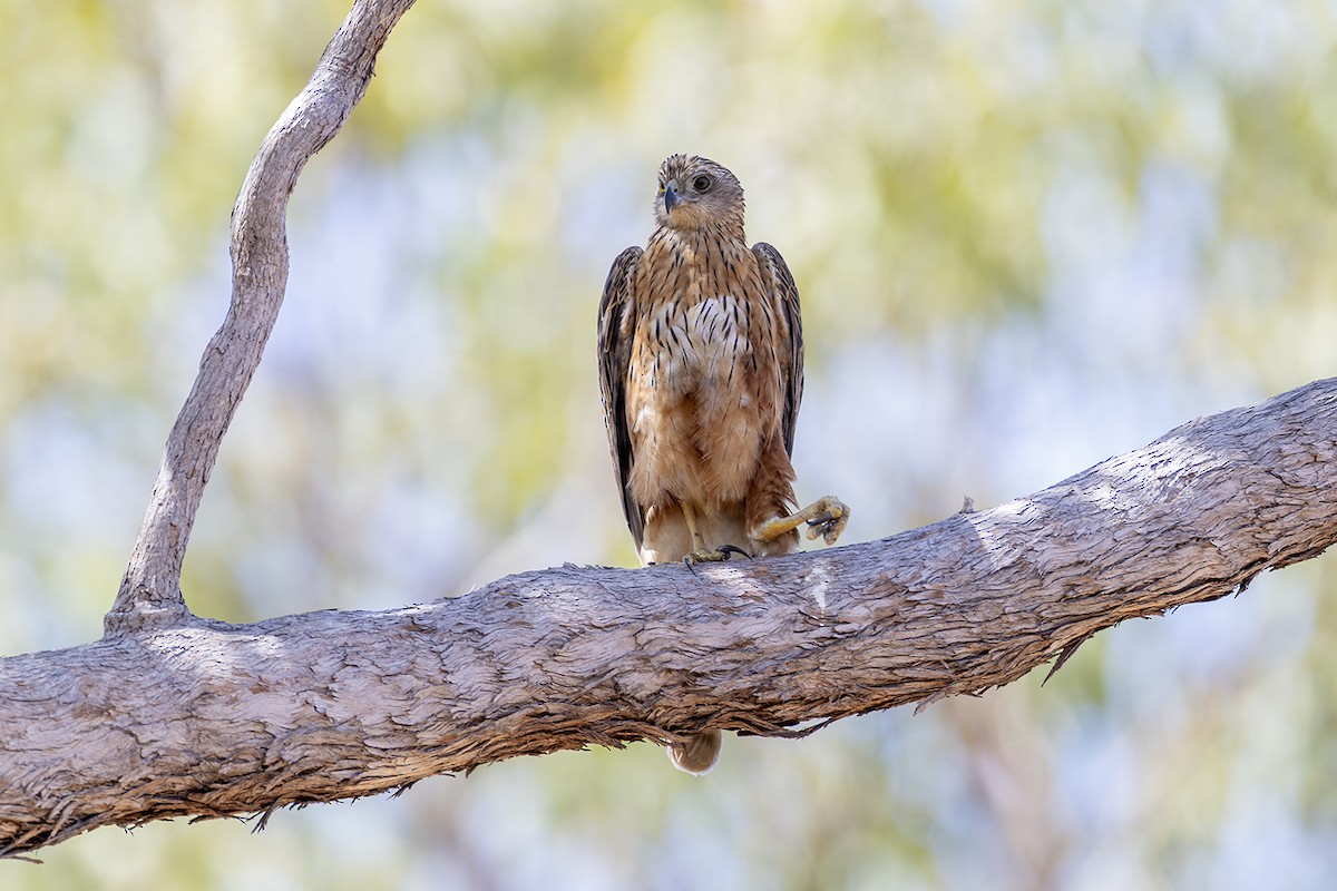 Red Goshawk - ML641690943