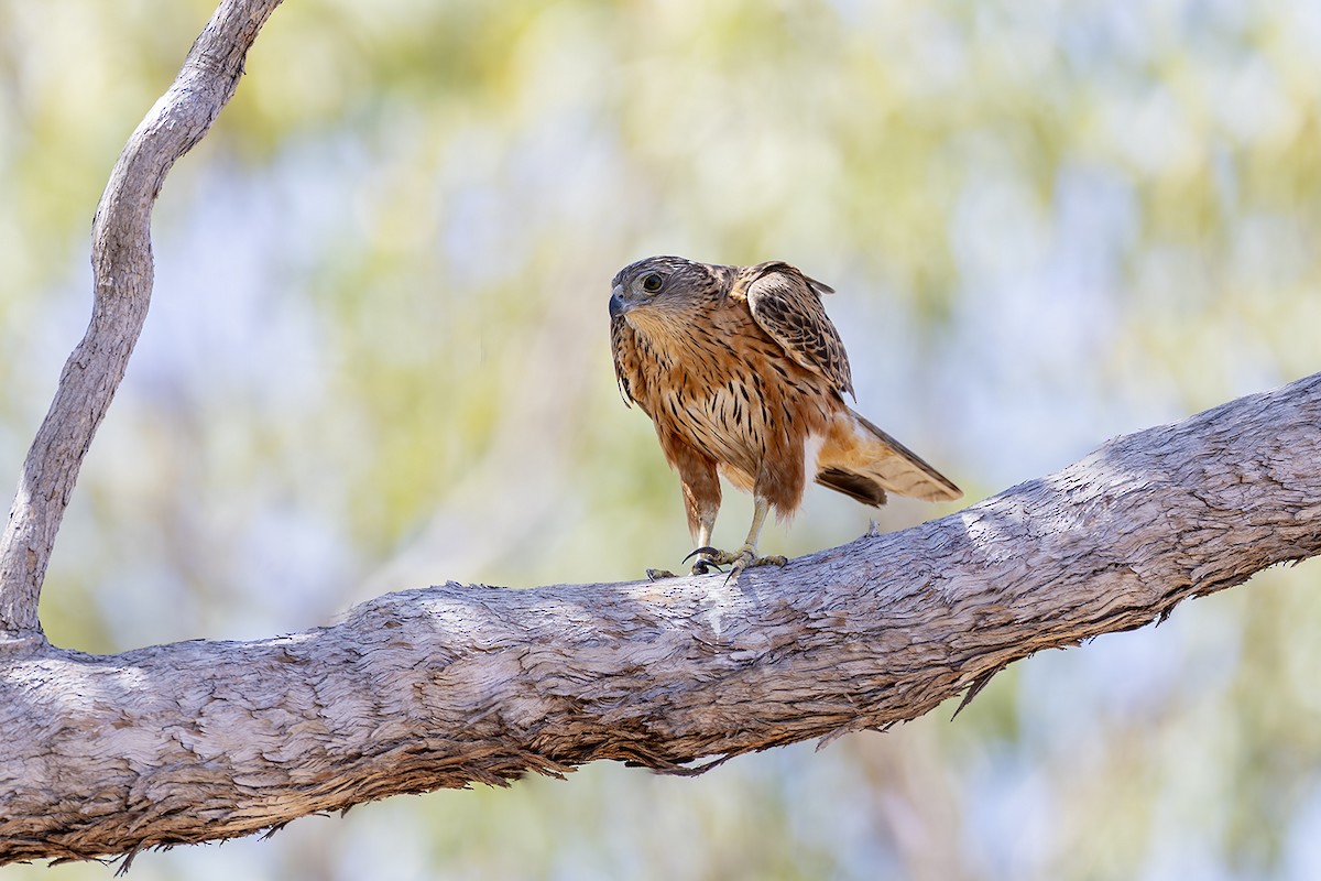 Red Goshawk - ML641690944