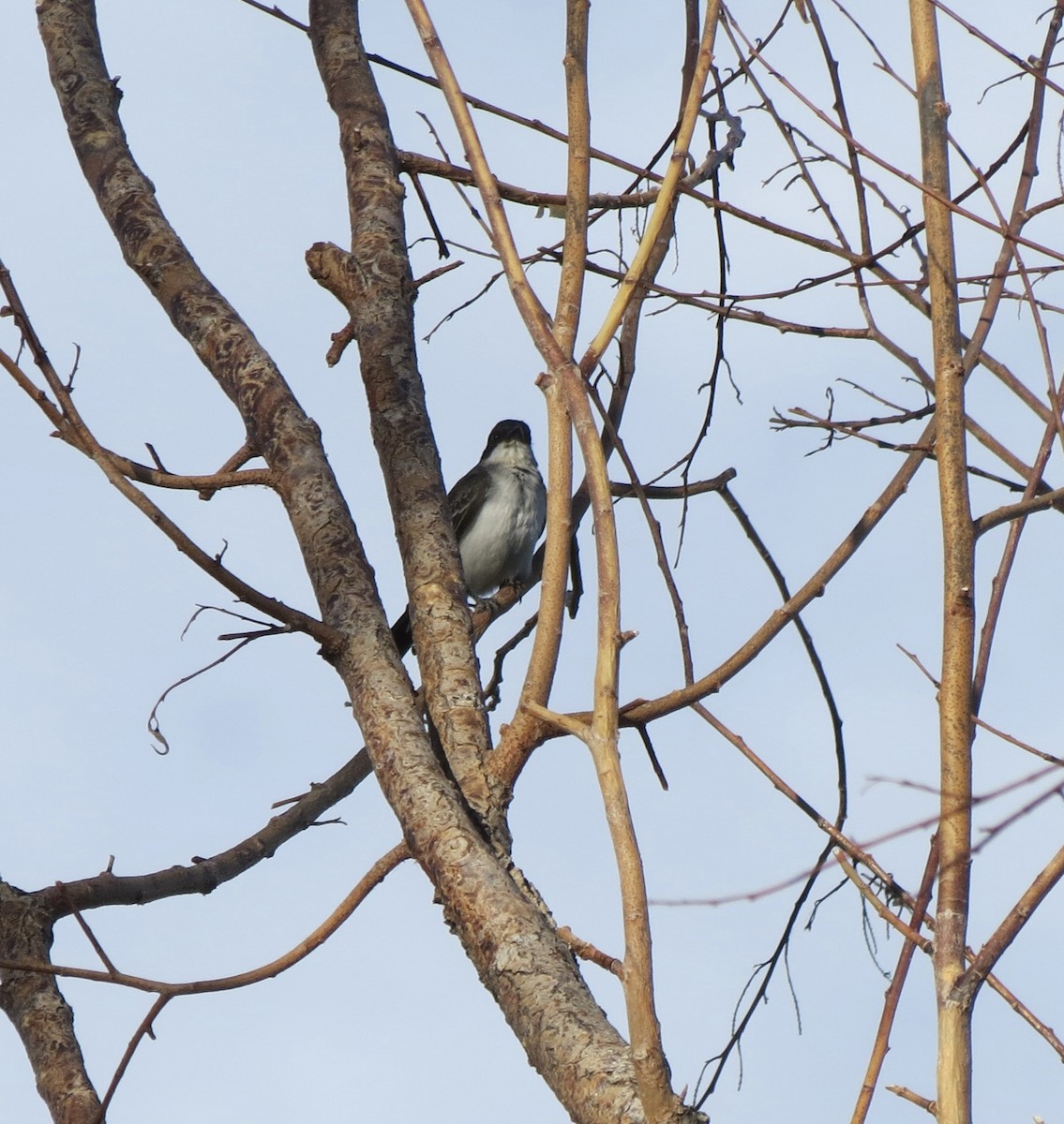 Eastern Kingbird - ML641690950