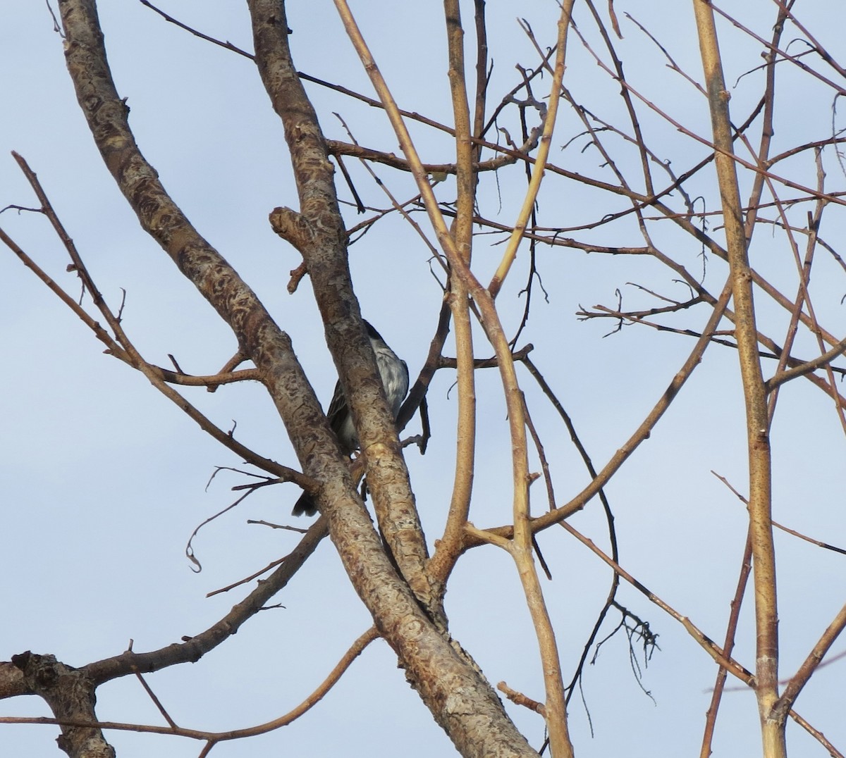 Eastern Kingbird - ML641690952
