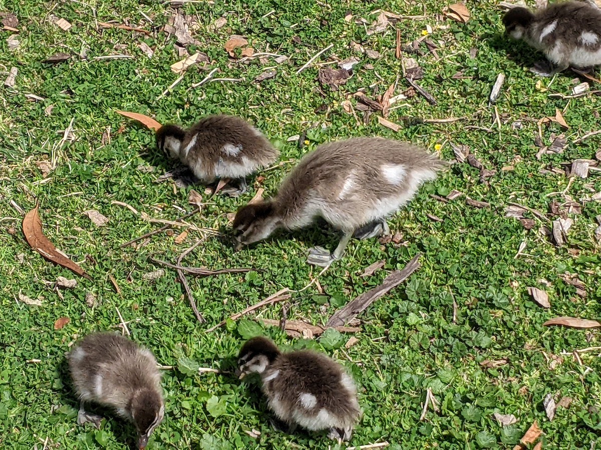 kachnička hřívnatá - ML641690956