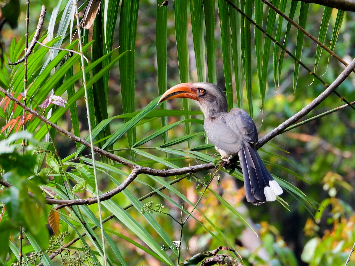 Malabar Gray Hornbill - ML641690982