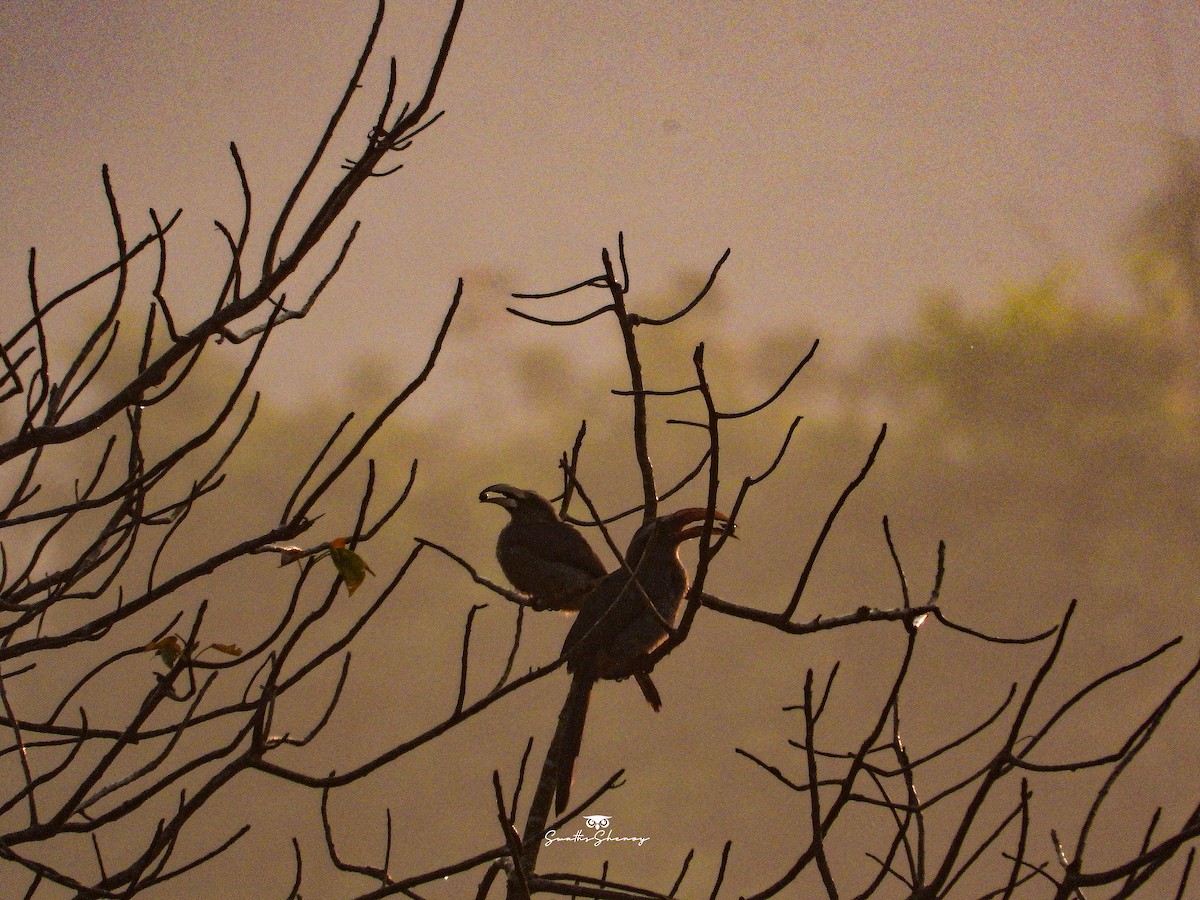 Malabar Gray Hornbill - ML641690990