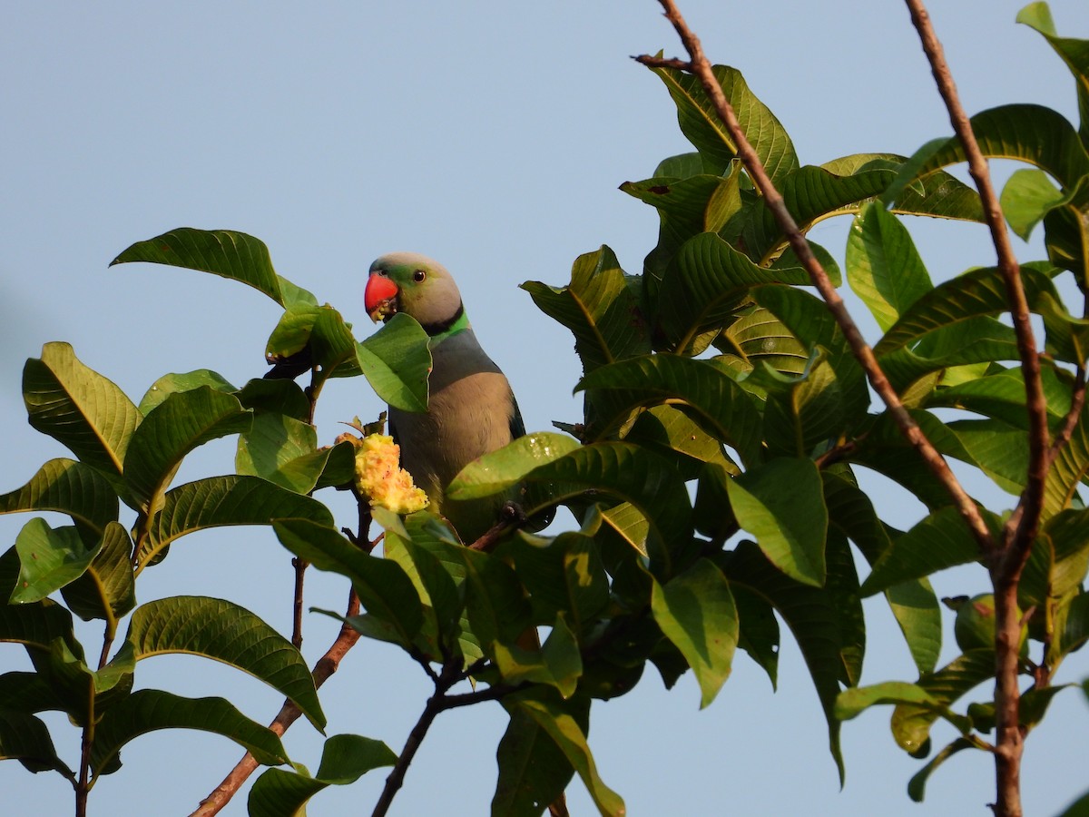 Malabar Parakeet - ML641691003