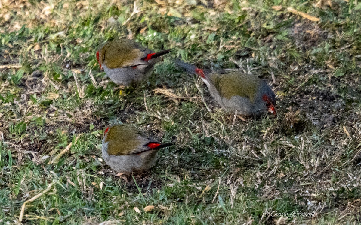 Red-browed Firetail - ML641691004