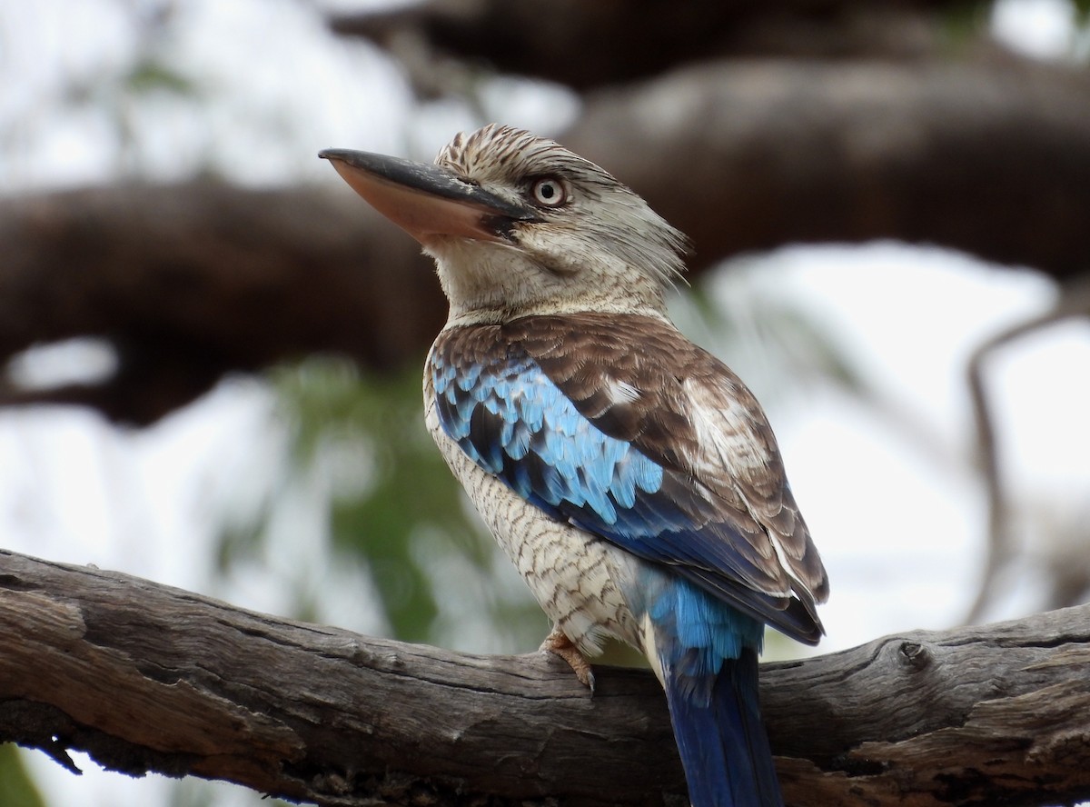 Blue-winged Kookaburra - ML641691046