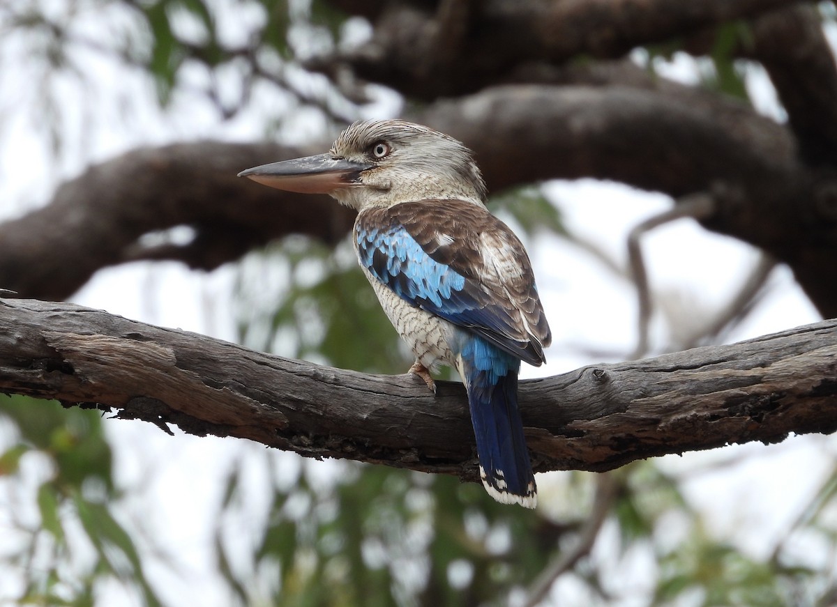 Blue-winged Kookaburra - ML641691047