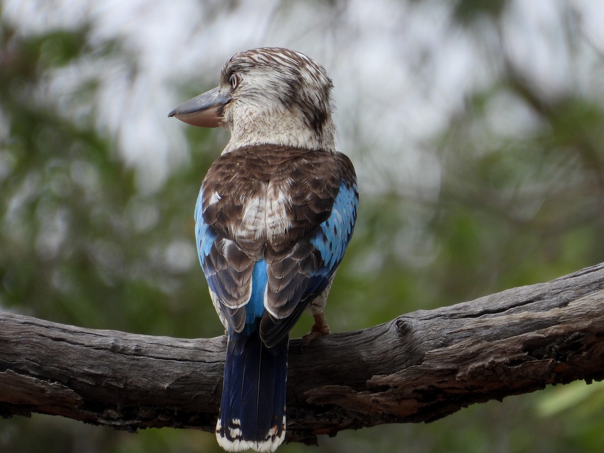 Blue-winged Kookaburra - ML641691048