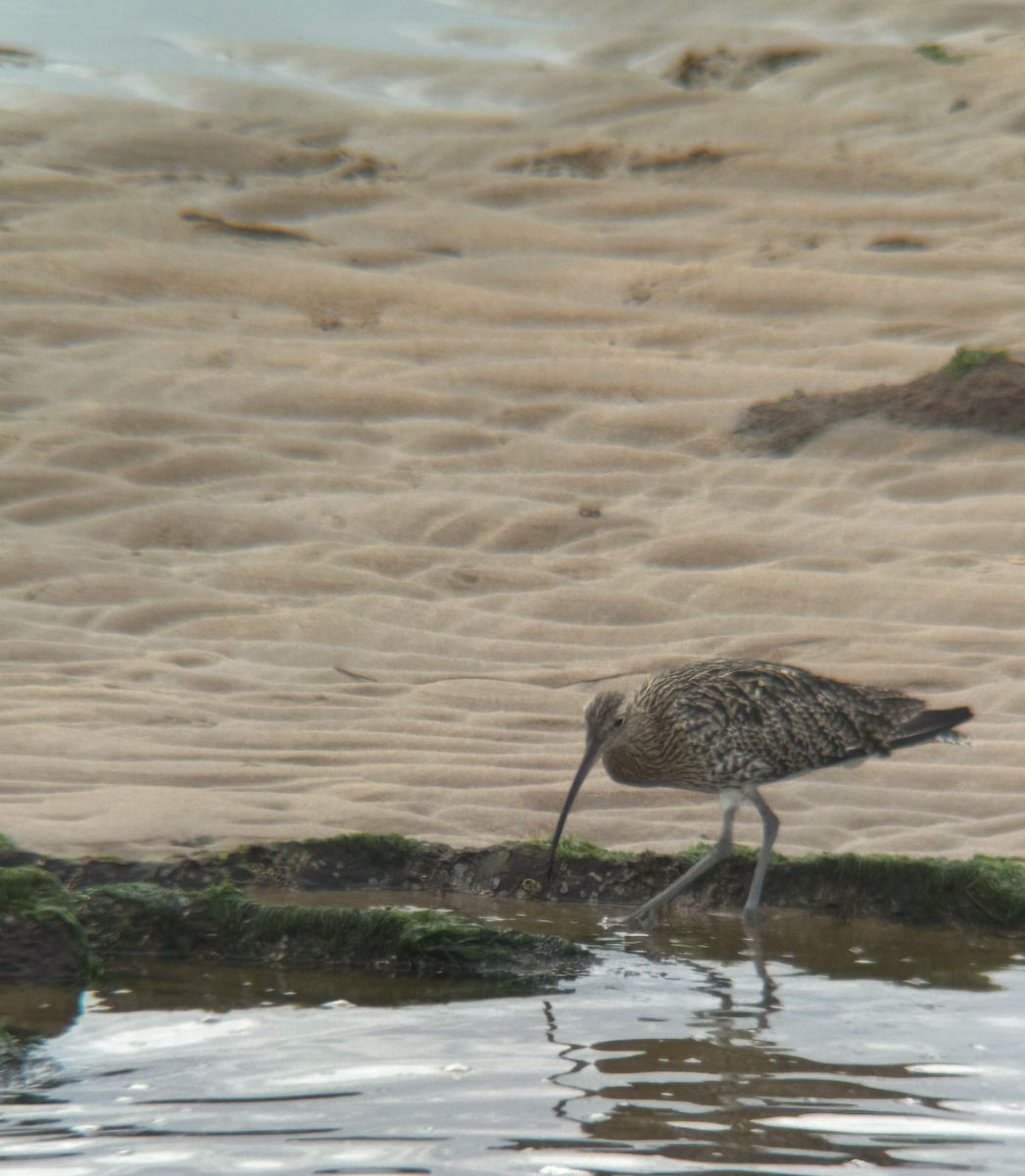 Eurasian Curlew - ML641691052