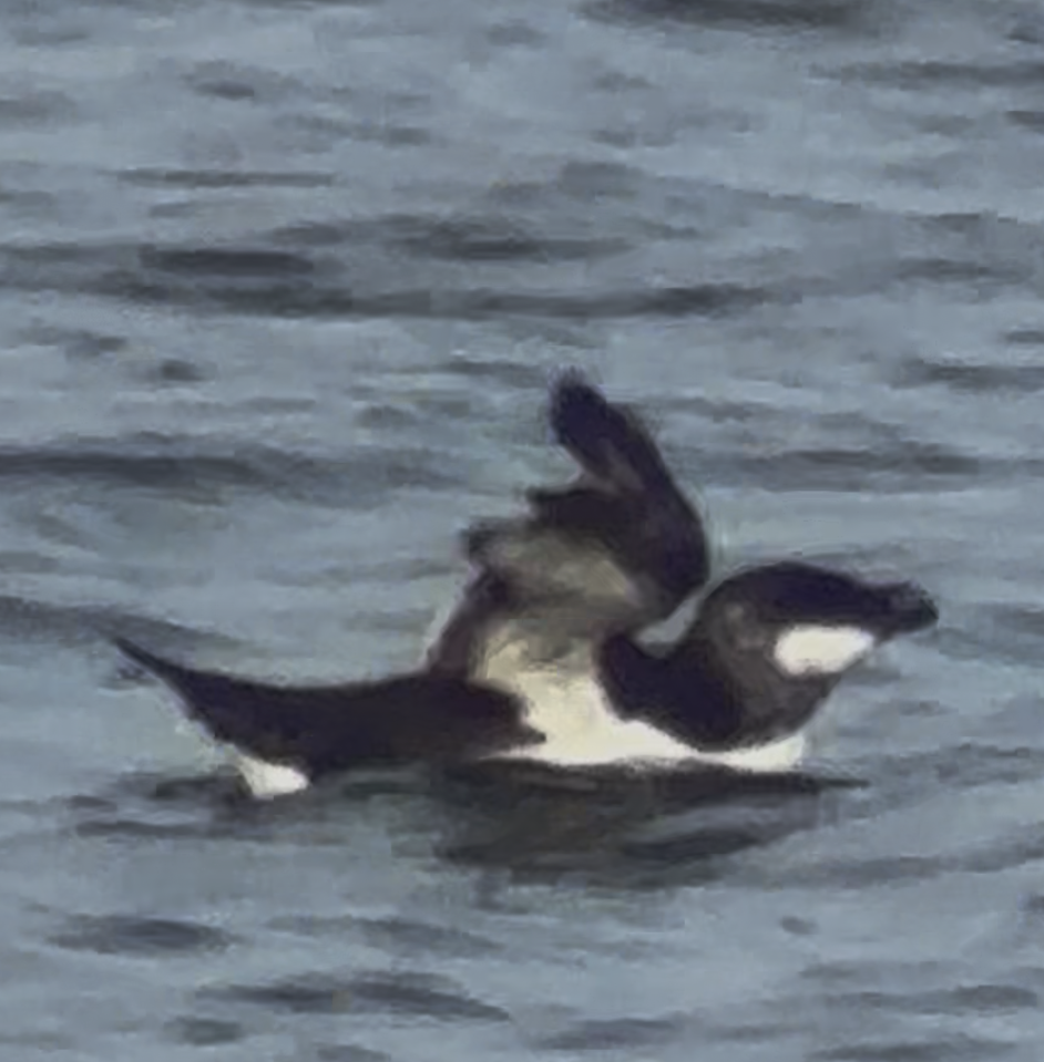 Razorbill - ML641691056