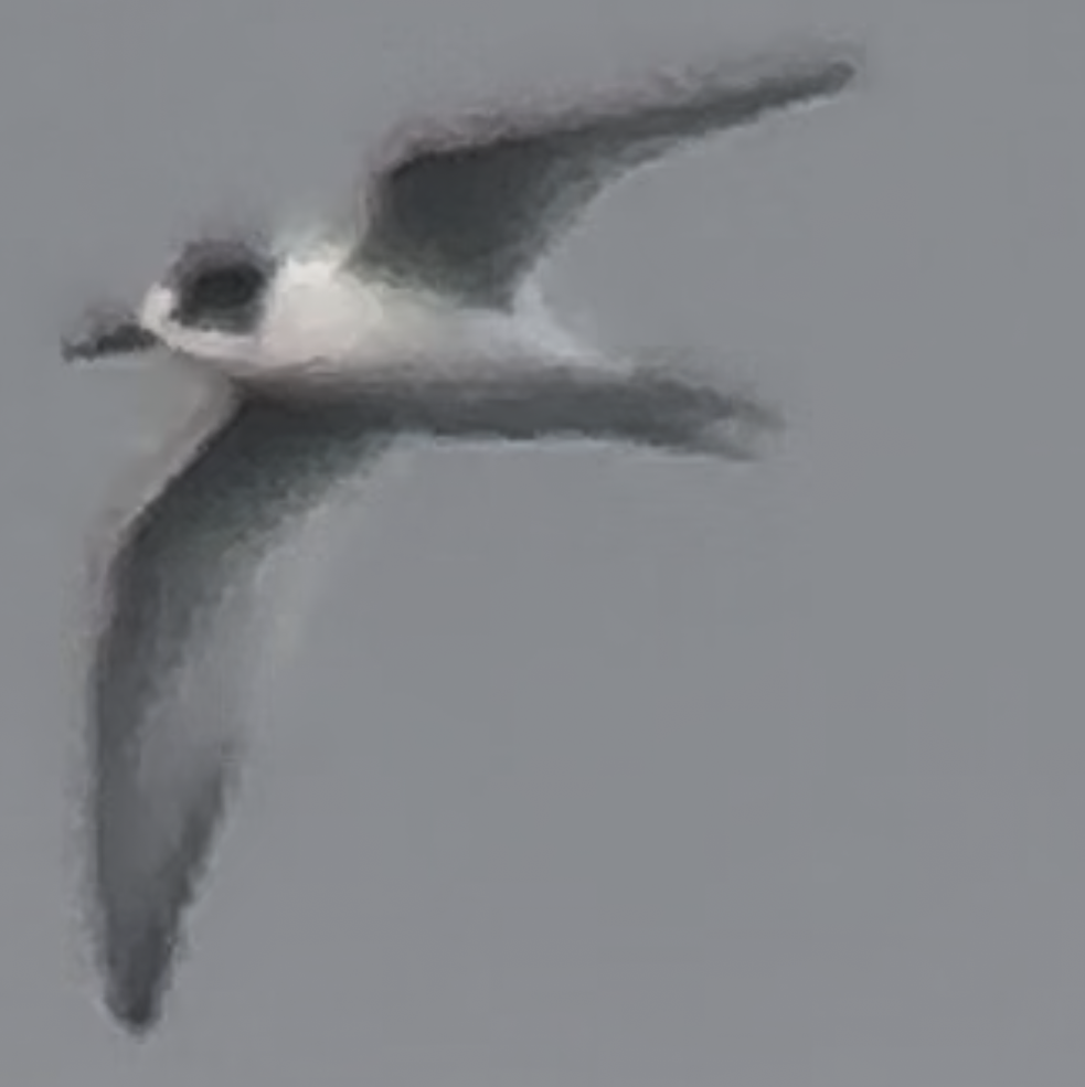 Common Tern - ML641691083