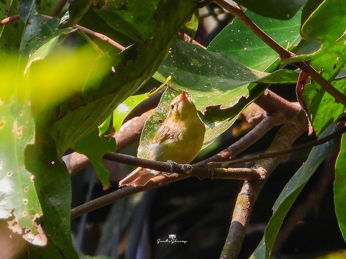 Green Warbler - ML641691091