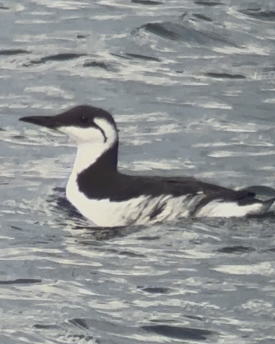 Common Murre - ML641691109