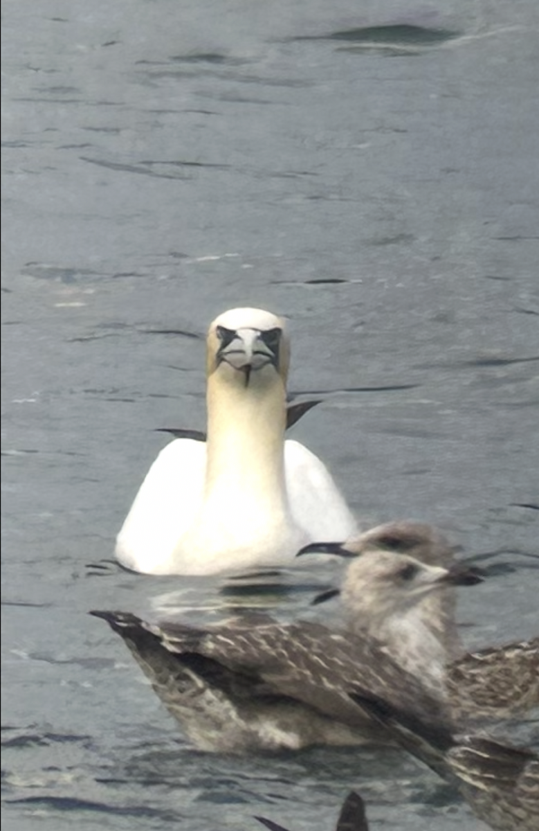 Northern Gannet - ML641691118