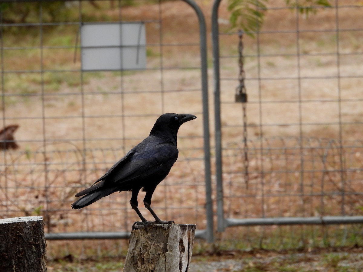 Torresian Crow - ML641691127