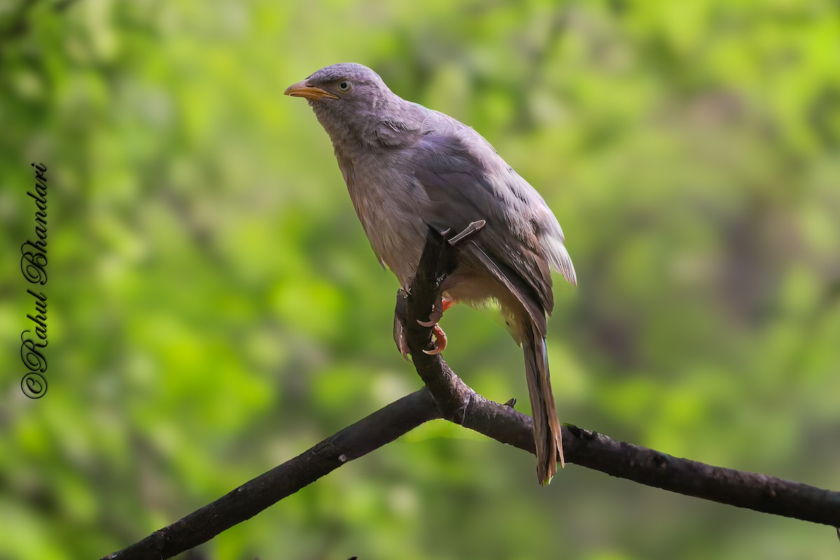 Jungle Babbler - ML641691134