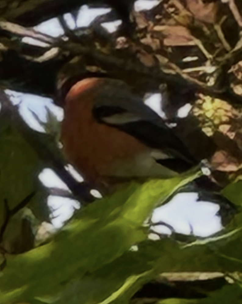 Eurasian Bullfinch - ML641691150