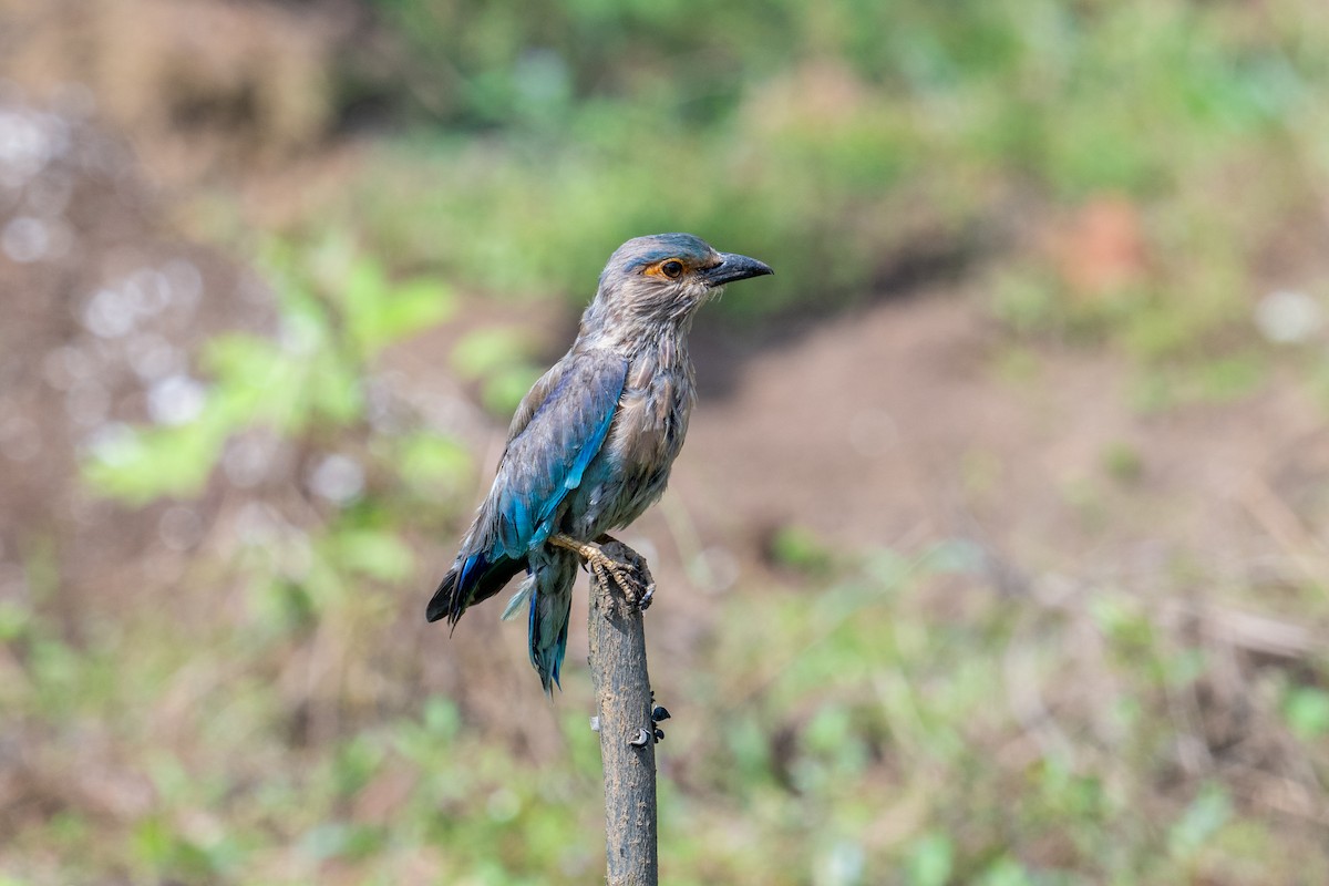 インドブッポウソウ - ML641691157