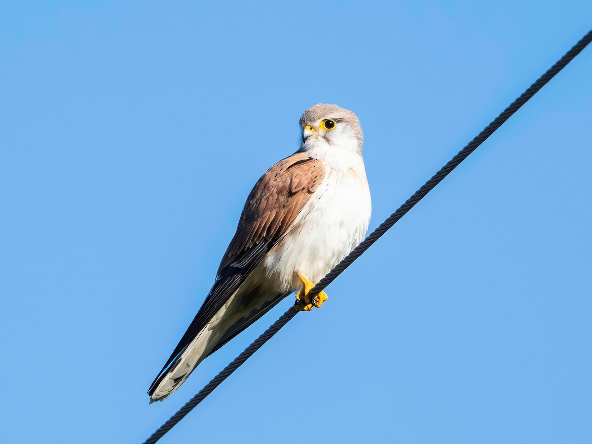 Nankeen Kestrel - ML641691188