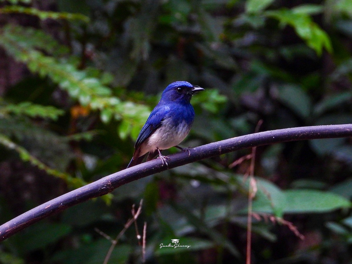 White-bellied Blue Flycatcher - ML641691195