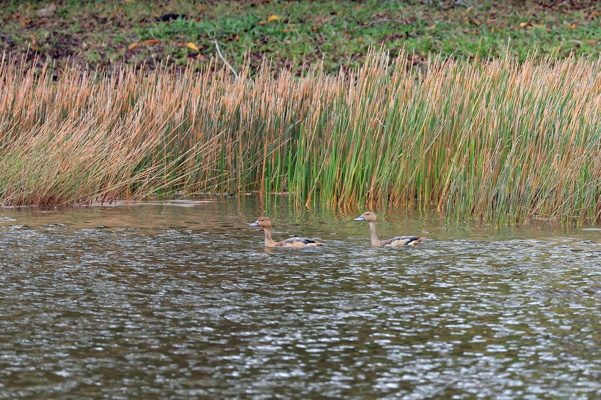 Lesser Whistling-Duck - ML641691201