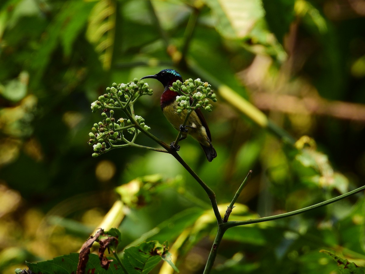 Crimson-backed Sunbird - ML641691238