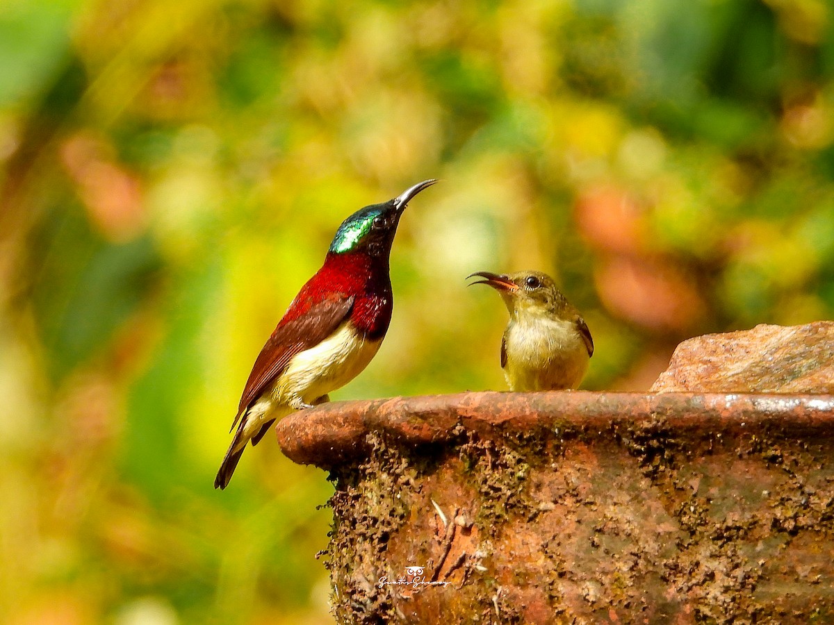 Crimson-backed Sunbird - ML641691239